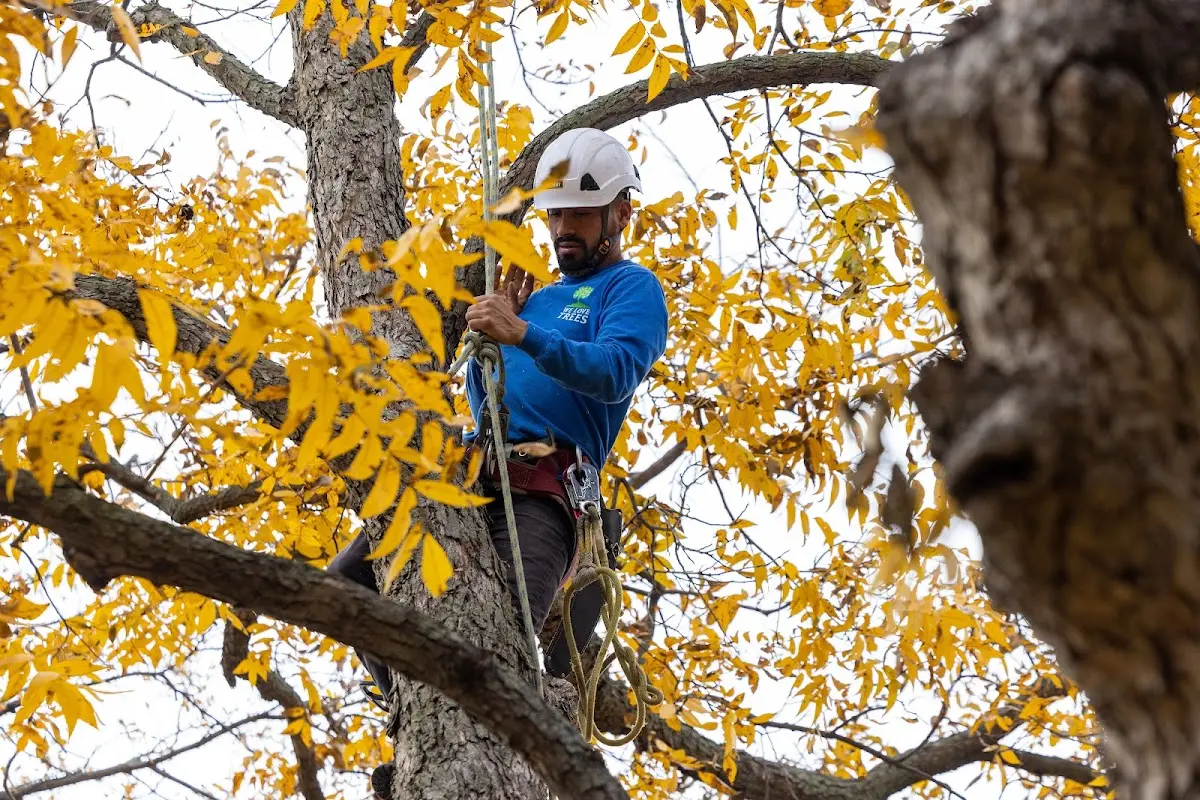 Skilled Tree Planting crew working in Durant